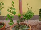 Arbore de stafide & Ginkgo biloba & Paducel