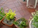 Ginkgo biloba & conifer pitic