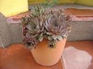 Sempervivum