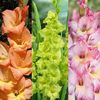 Gladiole Mix