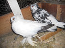 vandut Cisnadie