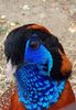 TRAGOPAN TEMIK