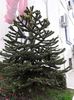 Araucaria araucana