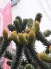Araucaria araucana