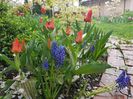 Muscari armeriacum si red ridding hood