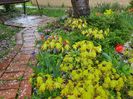 Acer Tsuma Beni