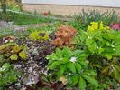 Heuchere si helleborus