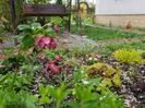 Helleborus Double Hellen Red