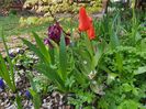 Iris pitic_Chery garden