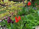Chery garden