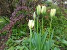 Spring green