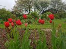 Red granny