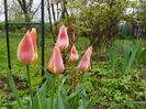 Apricot delight