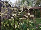 Cornus Florida White Clouds