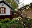 Cornus Florida White Clouds