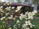 Cornus Florida White Clouds