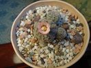 Gymnocalycium bruchii