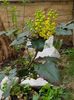 Mahonia