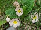 Primula