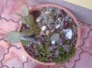 Minirocarie - cactusi si suculente winter hardy