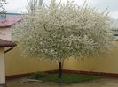 Visin in floare