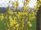 forsythia Lemon Supreme