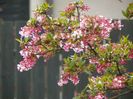 13 apr (12)
