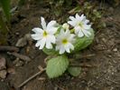 primula denticulata Alba