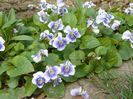 viola sororia priceana