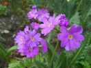 primula sieboldii