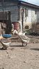 VideoCapture_20190330-194401