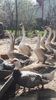VideoCapture_20190413-114528