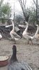 VideoCapture_20190408-231618