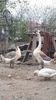 VideoCapture_20190408-231409