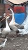 VideoCapture_20190408-230704