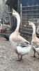 VideoCapture_20190408-230330