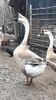 VideoCapture_20190408-230308