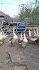 VideoCapture_20190330-194648