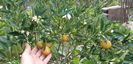 Citrus limon limequat eustis