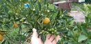 Citrus limon limeqoat eustis