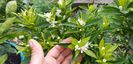 Citrus reticulata mandarin timpuriu