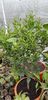 Citrus sinensis tarocco meli