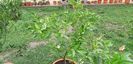 Citrus sinensis sanguinello nucelare