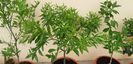 Citrus reticulata clementin rubin