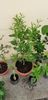 Citrus reticulata clementin rubin