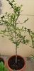Poncirus trifoliata