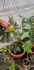 Citrus sinensis valenciana