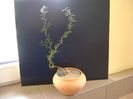 Sophora prostrata Little Baby