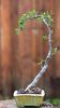 Kitoi: Euphorbia misera