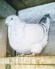 111815696_FFHGXNW - Copy